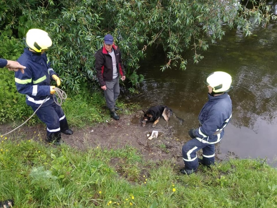 У Корці рятували собаку, який декілька днів пробув у річці