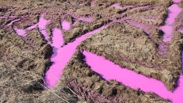 На полі поблизу Рівного з'явилася вода з рожевим кольором