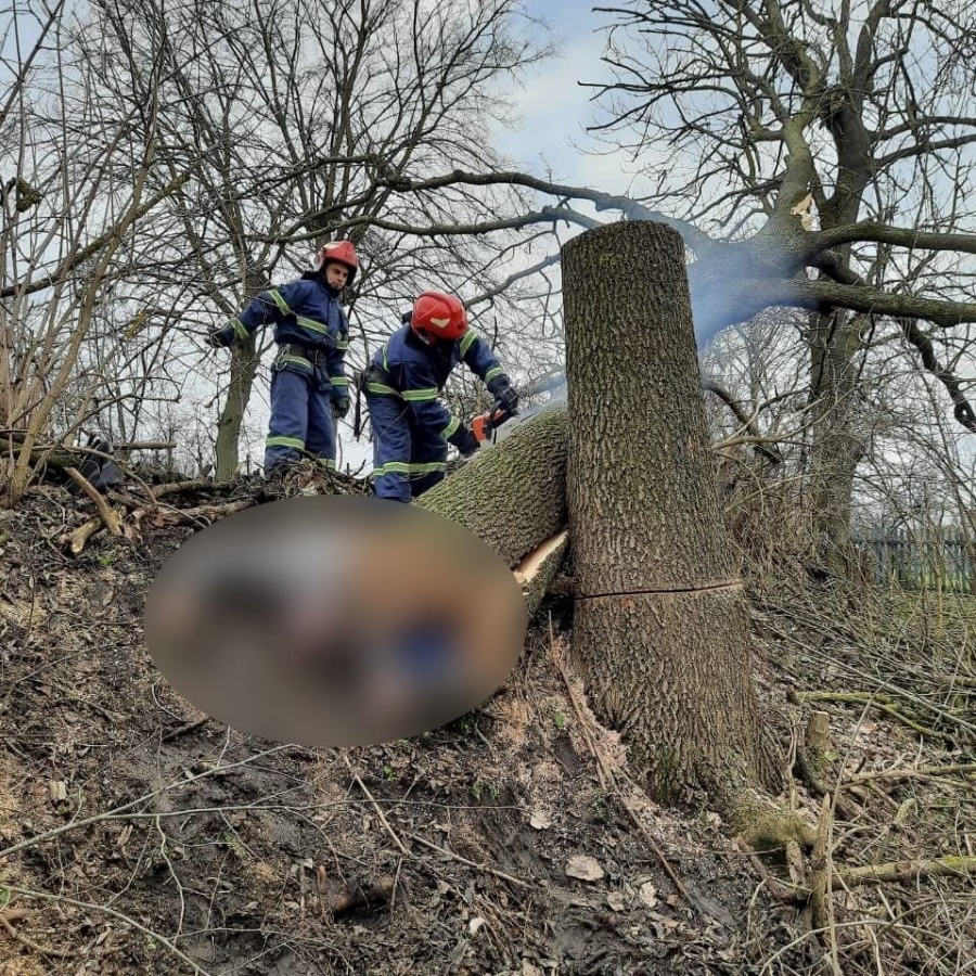 На Рівненщині під поваленим деревом виявили мертвого чоловіка