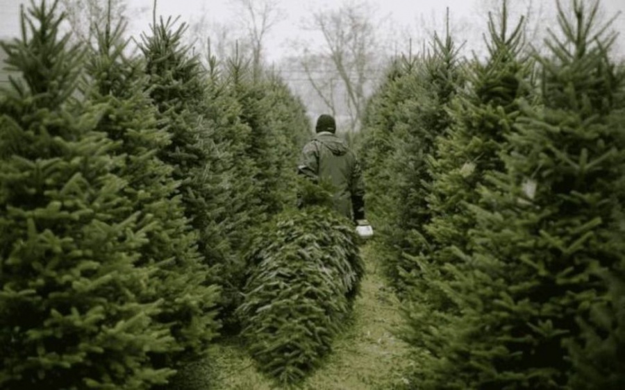 Понад 11 тисяч новорічних дерев продали на Рівненщині