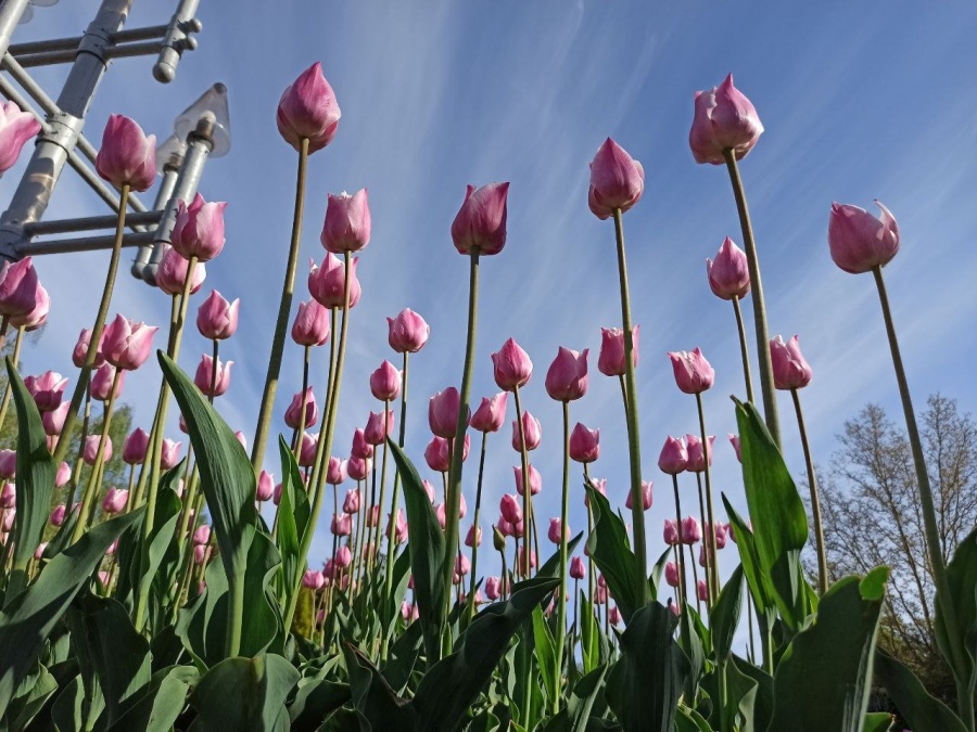 36 тисяч тюльпанів розцвіло на клумбах Рівного цього року