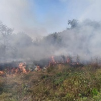 На Сарненщині ледь не згоріла лісопосадка