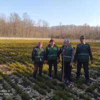 На Рівненщині буде молодий ліс