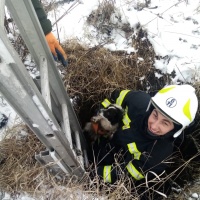 На Млинівщині рятували собаку, яка впала у 8-метровий колодязь (+ФОТО)