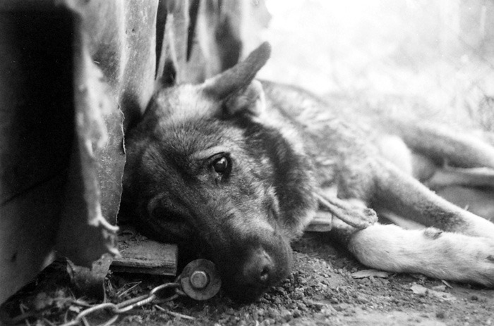 На Рівненщині заарештували жорстокого вбивцю собаки