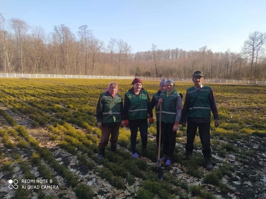 На Рівненщині буде молодий ліс