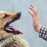 У Рівному безкоштовно провакцинують котів та собак від сказу (+ГРАФІК ЩЕПЛЕНЬ)